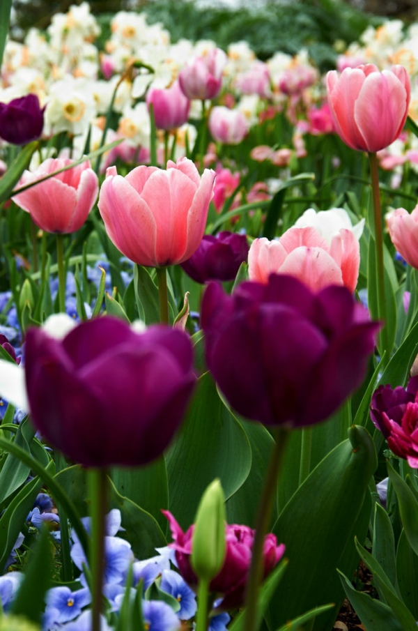 tulipanes-planta-la-comprar-tulipán tulipán-en-Amsterdam-tulipán tulipán fondo de pantalla