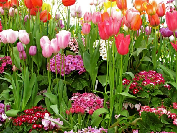 лалета-растителна от-Amsterdam-лалета-лале tulip-