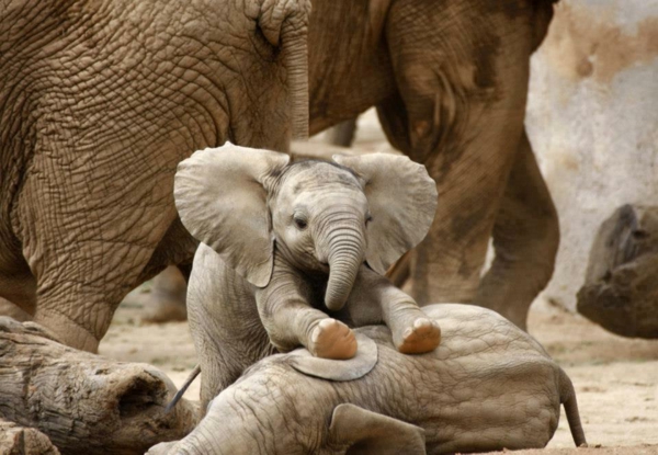 невероятна снимка най-бебе-слон