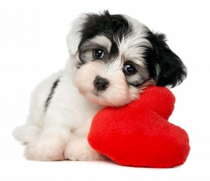 Уникален Свети Валентин тапет красива-малки кучета