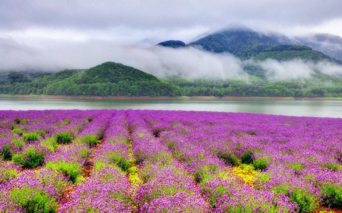 unikales photo montagnes de la Forêt Mist Champ de fleurs violettes