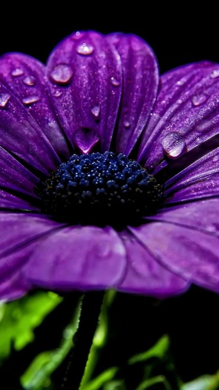 unikales Снимка на лилаво цветя с дъждовните капки-он дъ-листове