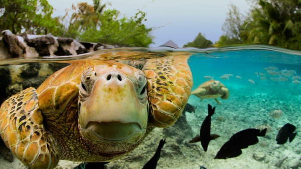 почивки в Френска Полинезия--а-костенурка под най-вода
