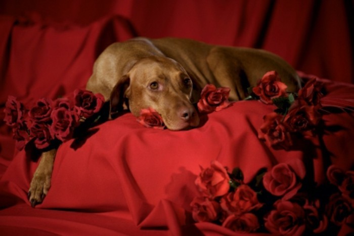Валентин тапет а-куче-на-червен цвят