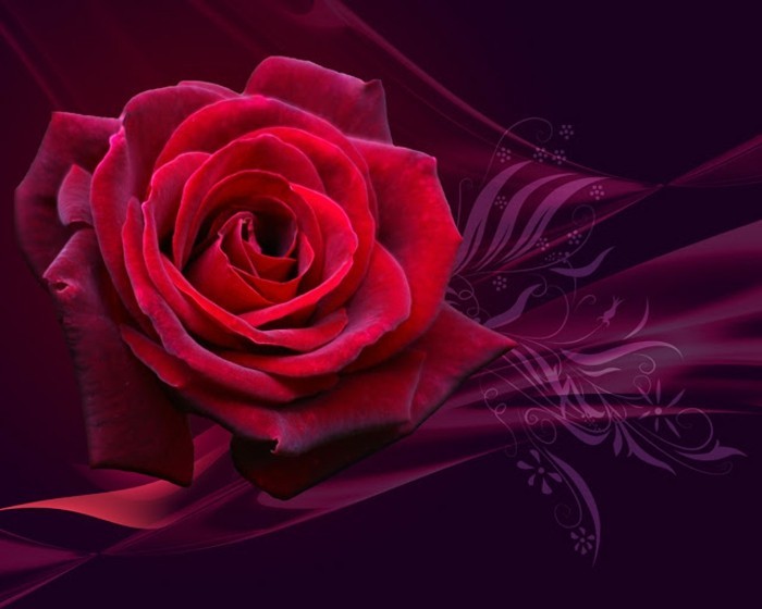 Валентин тапет интересна илюстрация на червени рози много романтично