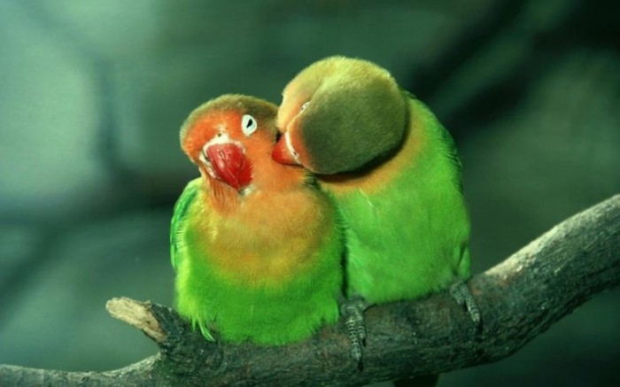 Valentinovo pozadina dvije papige-in-zelene boje
