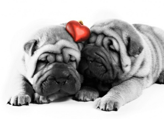 Валентин тапет две красиви сиво куче