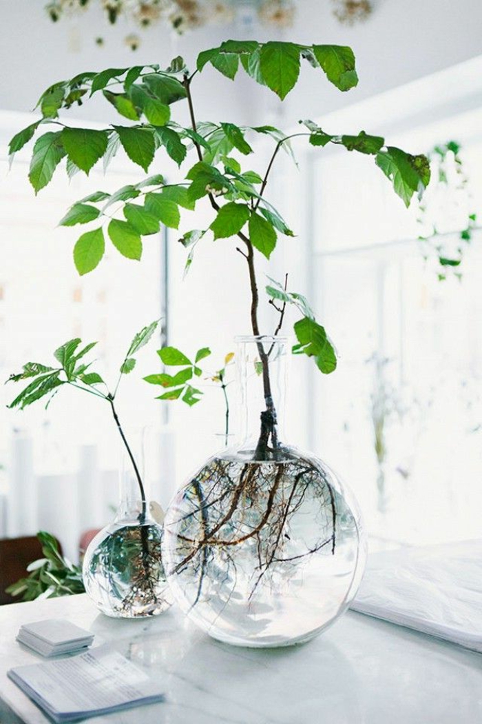 вази-деко-идеи-зелено растение в сферична-чаши