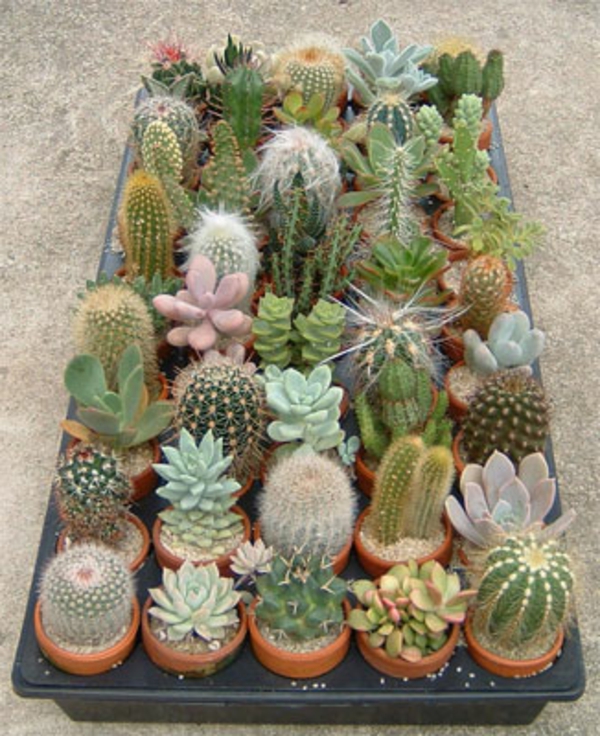 mnoge lijepe vrste kaktusa - mala i slatka izgleda