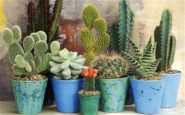 Sok-más-kaktusz-fajok