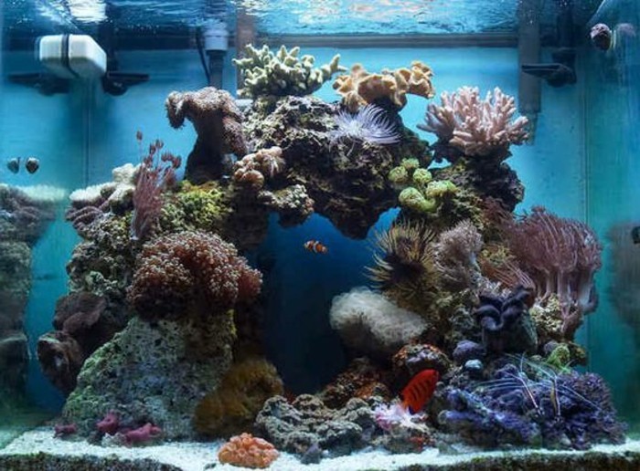 trg-akvarij-za-riba-kamenje-alga-koralj-plavo-voda akvarij-set