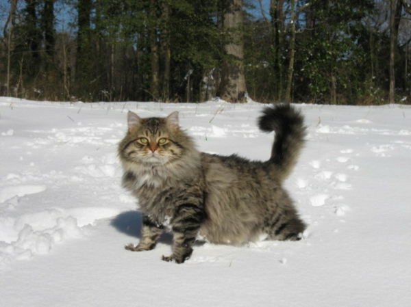Le chat Sibérien - 30 images super douces