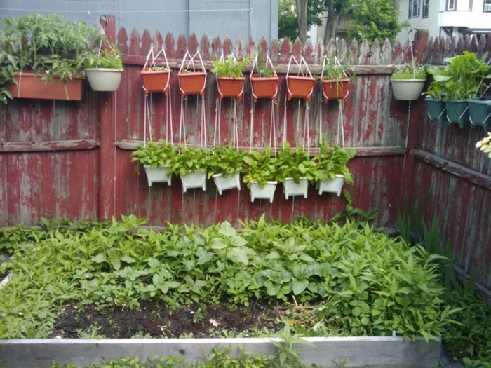 vorgarten създадете-интересен-ограда-и-зелено растение