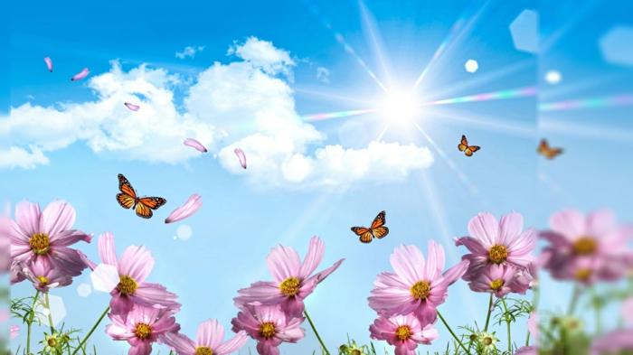 тапети-за-лято-розови schäne-цветя-синьото небе