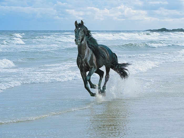 бягащ, черен кон с гъста черна грива, море с вълни и плаж с пясък, синьо небе с бели облаци