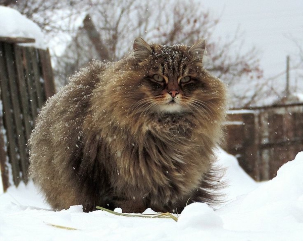 जंगली साइबेरियाई बिल्ली