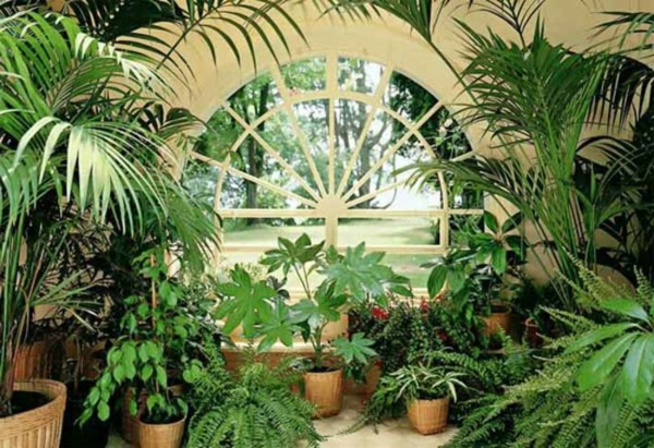 zimski vrt-dizajn-sa-palmama