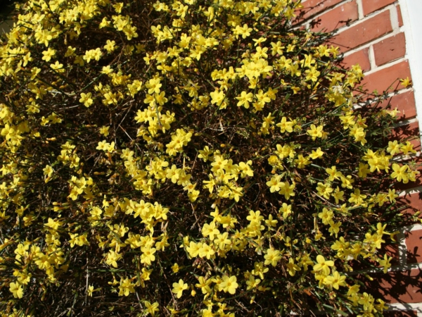 κίτρινο χειμώνα γιασεμί αναρριχητικό φυτό κίτρινο