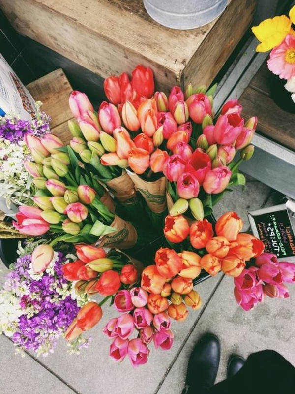 prekrasna pozadina tulipana sadnja-the-lala-lala-u-Amsterdam-tulipana pozadina tulipana otkup