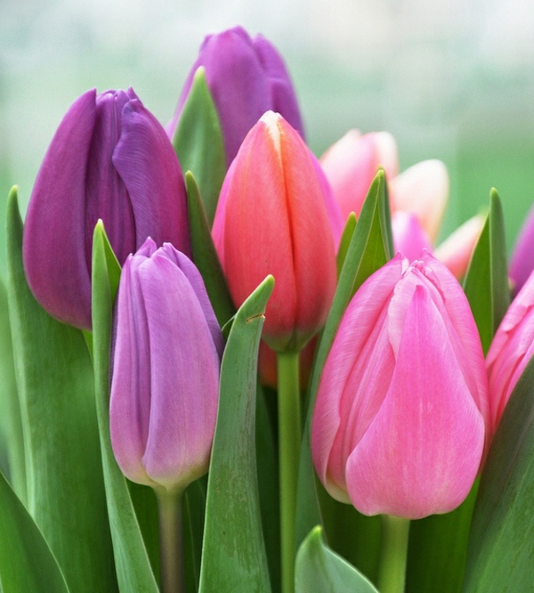 Exención de la imagen de fondo de tulipán planta de tulipán tulipán-en-Amsterdam-tulipán fondo de pantalla tulip-- maravillosa