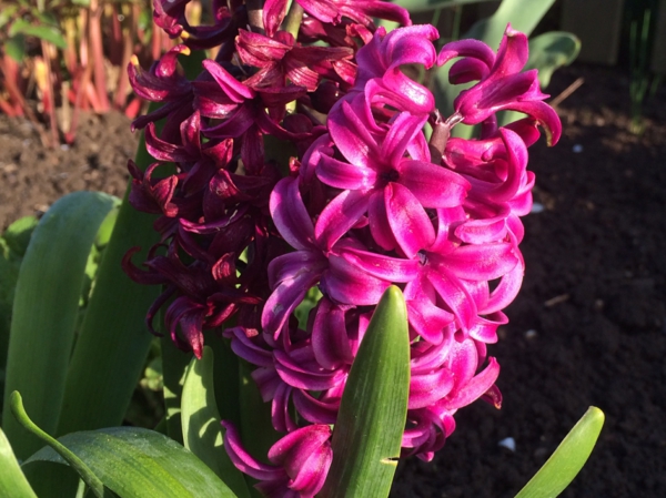 υπέροχο λουλούδι άνοιξη-Υάκινθος-φυτό-ροζ λουλούδια