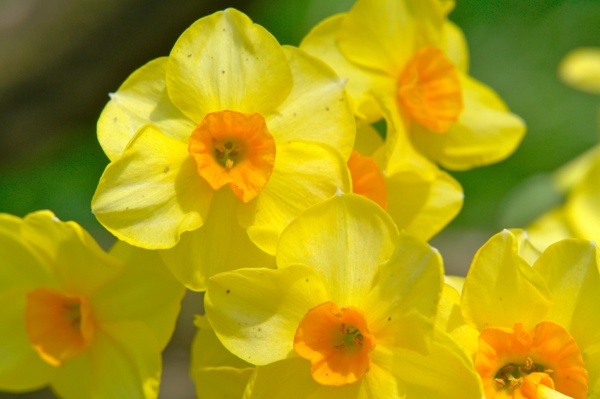 maravilloso-narciso-amarillo-plantación de flores