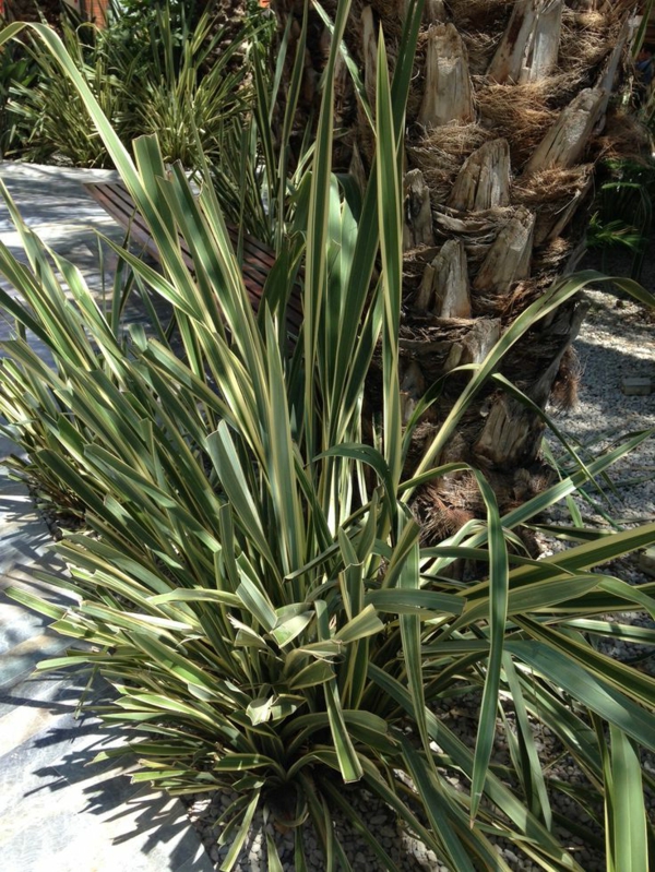 divno-biljka-juka-biljka-vrtne biljke-palme-deco-by-the-vrtu