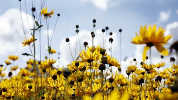 красива гледка към жълто-слънчеви цветя