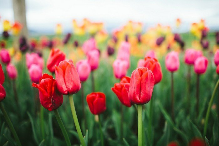lijepe tulipani-u-svim bojama
