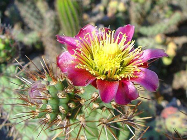 kaunis kukinta-of-a-kaktus-ottaen lähikuva valokuva