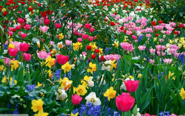 hermosa de la primavera de flores de tulipán, narciso amarillo