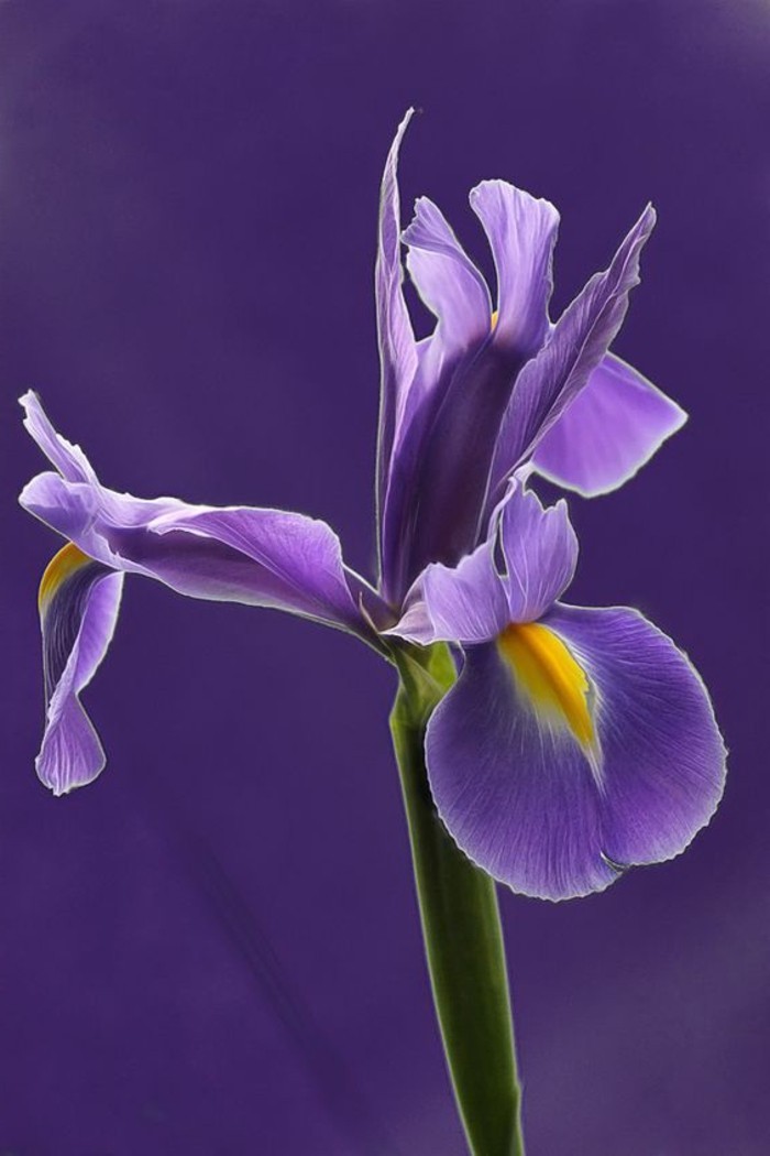 красив лилаво цвете-сибирски Iris
