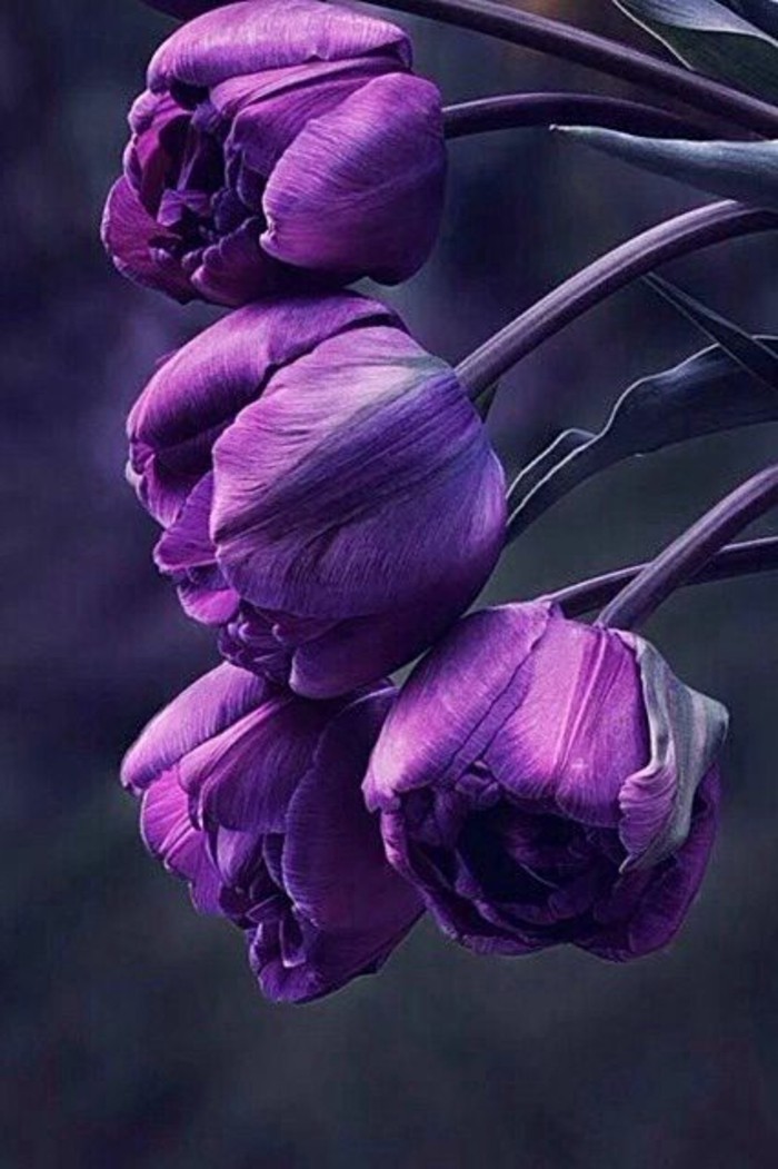 lijepe ljubičaste tulipani za Inspire