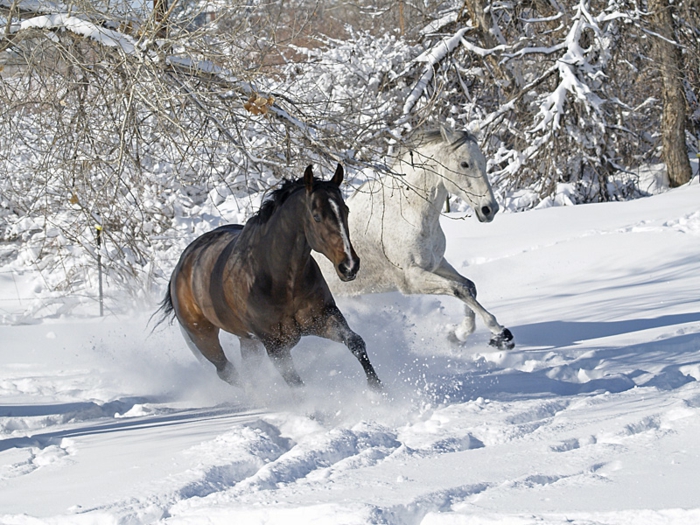 μεγάλη φωτογραφία - δύο όμορφα άλογα