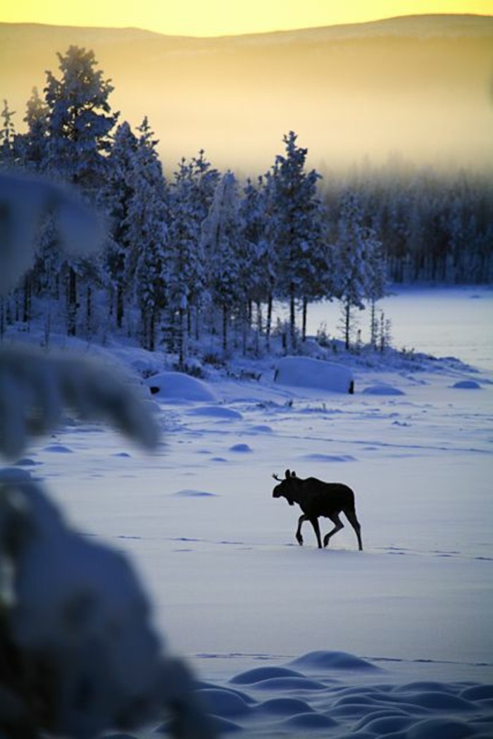 lijepa zimska slika Elk snijegom tijeku