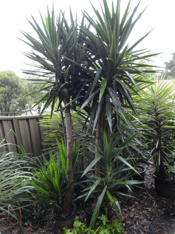 Yucca biljka-vrtne biljke-palme-deco-by-the-vrt-vrt-gestaltren