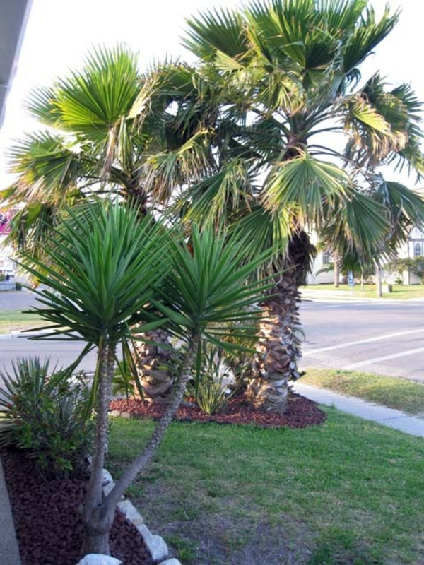 --yucca-biljka-vrtne biljke-palme-deco-by-the-vrtu