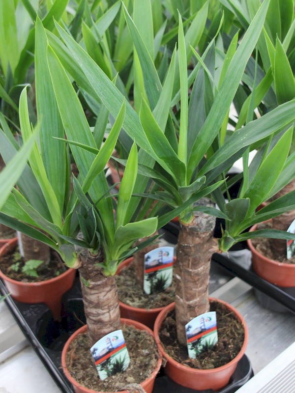 юка палми-лесна за поддръжка-зелено-красиво растение-