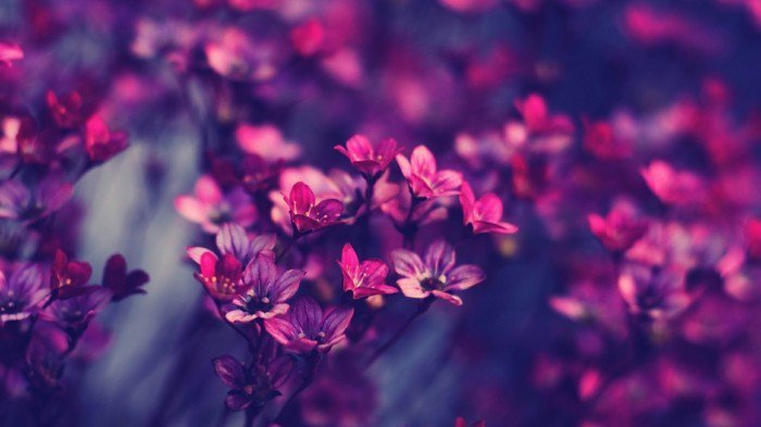 fleurs-en-violet et rose tendre nuances