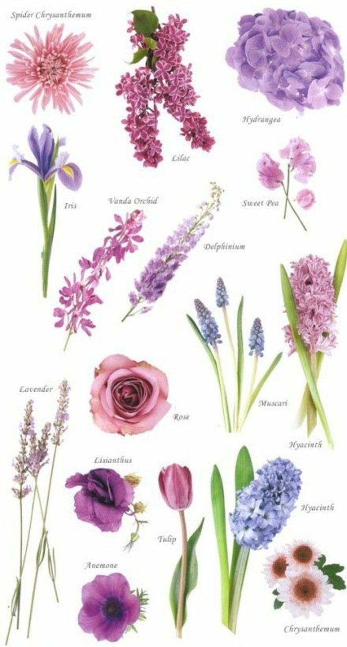 много разновидности-с-лилаво цвете оцветяване