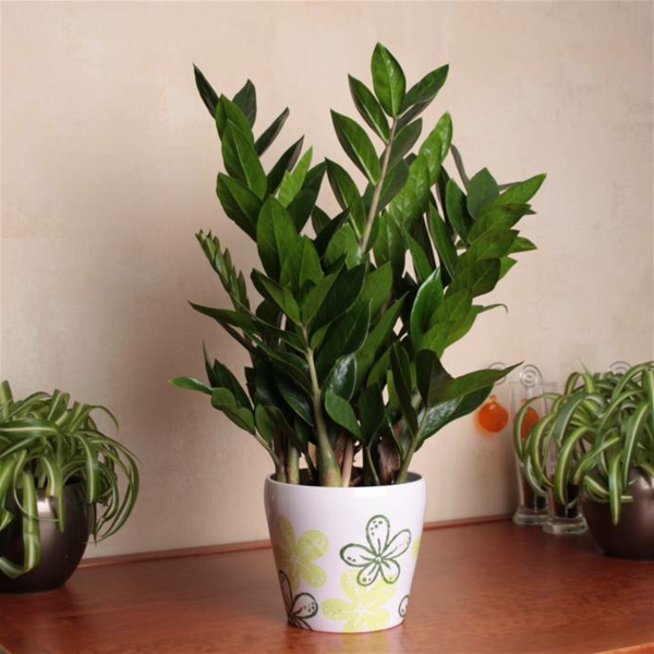 zamioculcas-zamiifolia-красив-растение до дома