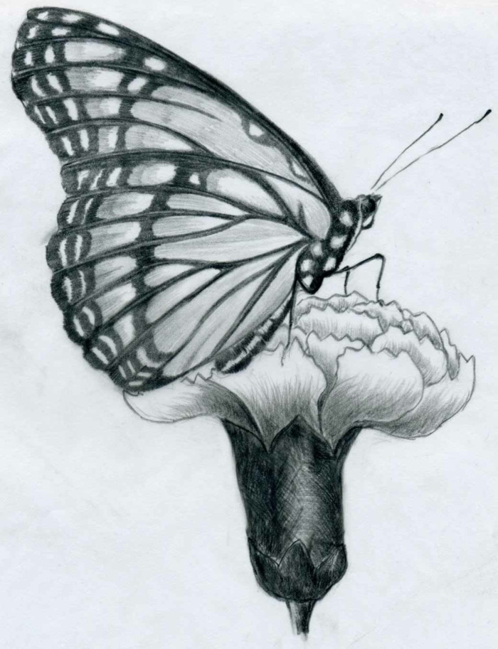 чертежи-с молив-а-пеперуда