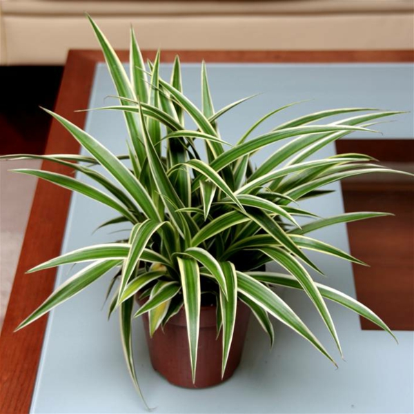 houseplant-zeleni ljiljan-održavanje-i-lijep
