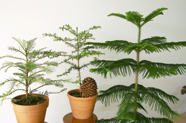 szoba fenyő-araucaria heterophylla-Egzotikus-szobanövények-to-home