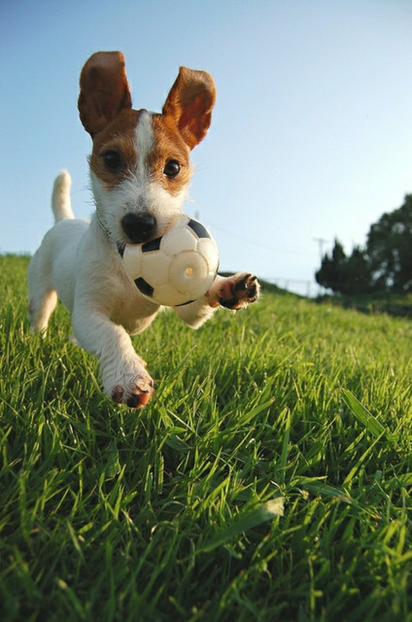 удовлетворен-куче-играчка-куче-играчка-за-кучета-хладно-идея за най-кучето