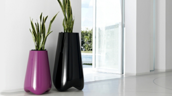 dva kata vaze-u-ljubičasto-i-crni sa zelenim biljkama