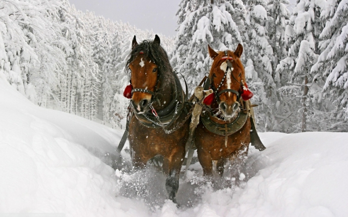 две кафяви коне в сняг-пра-Foto