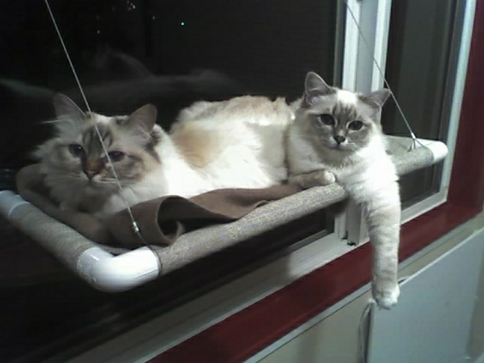 Két Fluffy Cat Hammock ablakban