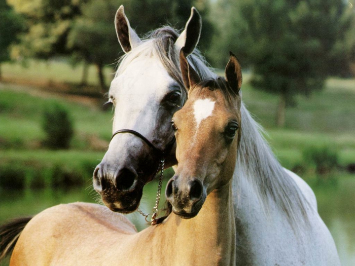 две красиви-красивите коне-в-а-прегръдка