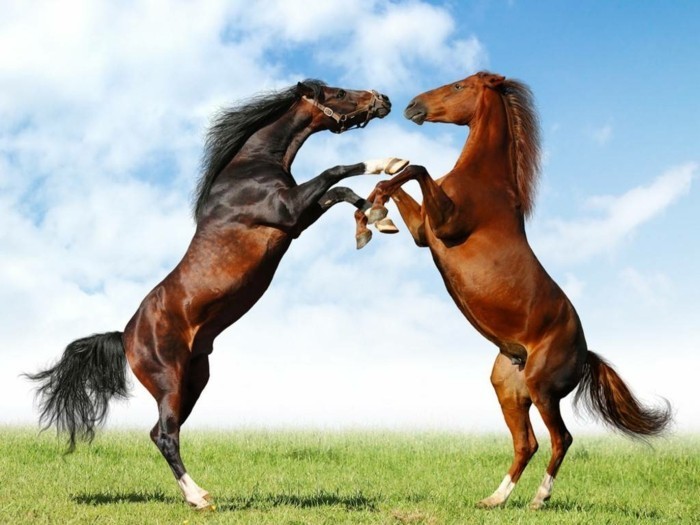 две красиви коне в най-трева свирене